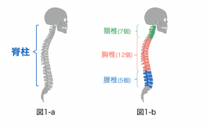 身体を反らせると腰が痛い それ椎間関節腰痛かもしれません その原因と改善方法を徹底解説 腰痛メディア Zen Placeが発信する痛みの情報サイト