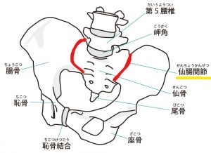 仙腸関節